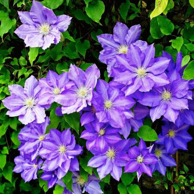 Клематис Президент Клематис Президент фото