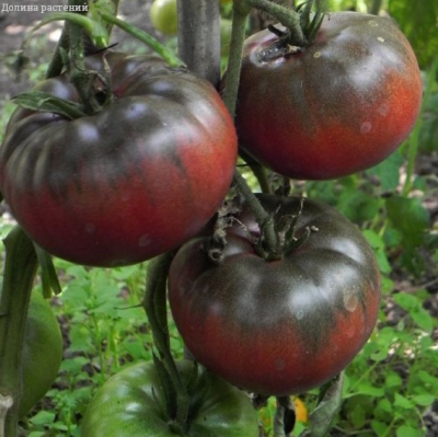 Томат Черный Барон фото