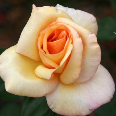 Роза Барбара Хендрикс фото