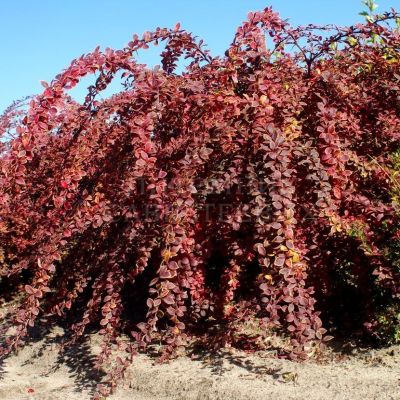 Барбарис Тунберга Коронита Барбарис Тунберга Коронита - Dolina-Sad.Ru