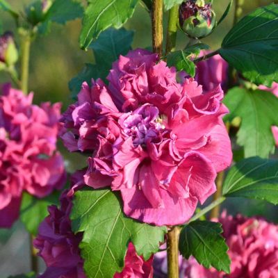 Гибискус сирийский Френч Кабарет Гибискус сирийский Френч Кабарет - Dolina-Sad.Ru