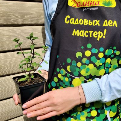 Котовник Фассена Сикс Хиллз Гиант Котовник Фассена Сикс Хиллз Гиант фото