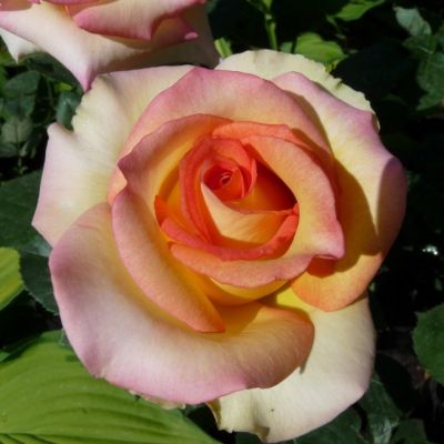 Роза Сальвадор Роза Сальвадор - Dolina-Sad.Ru