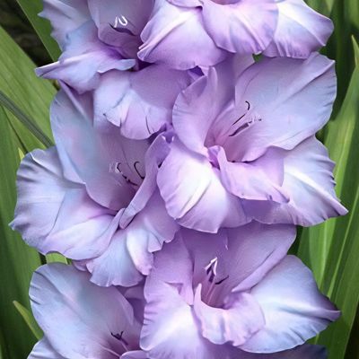 Гладиолус Тропик Блю - Dolina-Sad.Ru