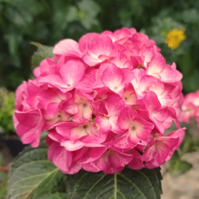 Гортензия крупнолистная Силки Пинк Гортензия крупнолистная Силки Пинк - Dolina-Sad.Ru