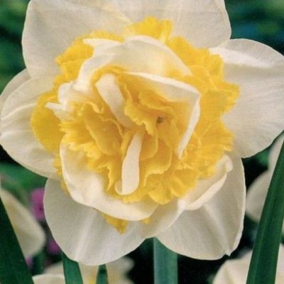 Нарцисс Юник Нарцисс Юник фото