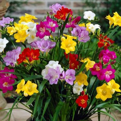 Фрезия Сингл микс Фрезия Сингл микс фото