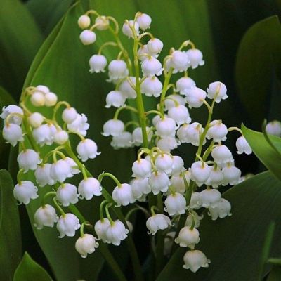 Ландыш майский Брайдал Чойс - Dolina-Sad.Ru