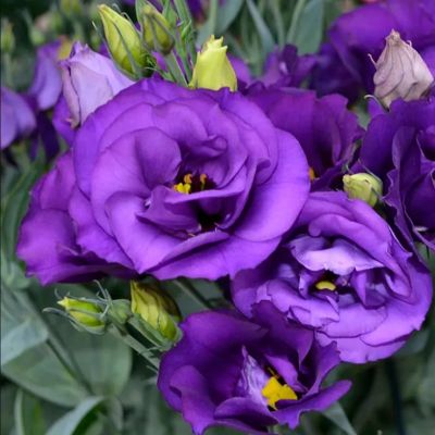 Эустома Алисса синяя F1, гранул. пробирка Эустома Алисса синяя F1, гранул. пробирка - Dolina-Sad.Ru