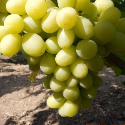 Виноград Синдикат Виноград Синдикат - Dolina-Sad.Ru