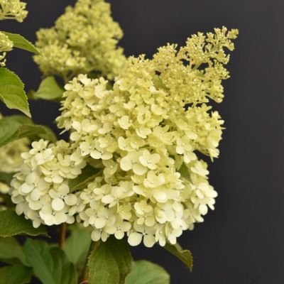 Гортензия метельчатая Краса Лесково на штамбе - Dolina-Sad.Ru