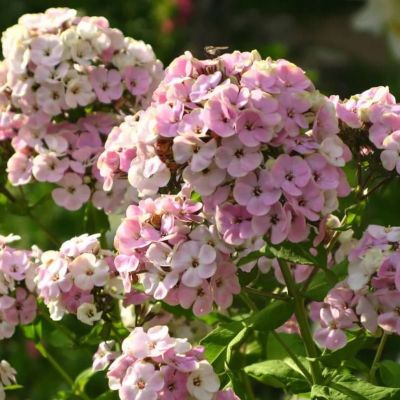 Флокс Паникулата Щербет Бленд Флокс Паникулата Щербет Бленд фото