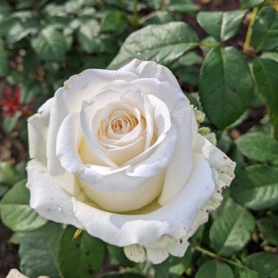 Роза Прауд - Dolina-Sad.Ru