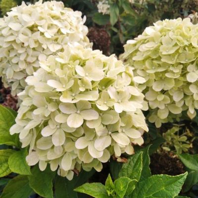 Гортензия метельчатая Литл Пассион, С2 - Dolina-Sad.Ru