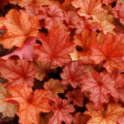 Гейхера Паприка фото