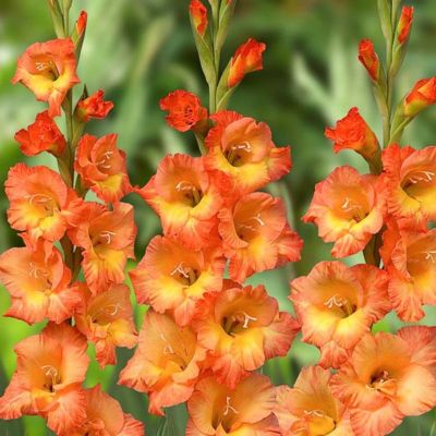 Гладиолус Принц оф Оранж - Dolina-Sad.Ru