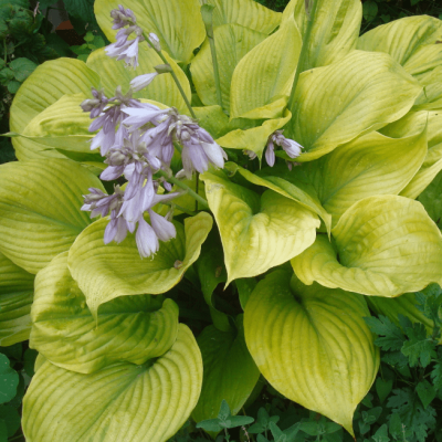 Хоста Сам энд Сабстенс Хоста Сам энд Сабстенс фото