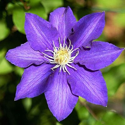 Клематис Президент Клематис Президент фото