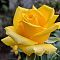 Роза Йеллоу Сан Роза Йеллоу Сан - Dolina-Sad.Ru