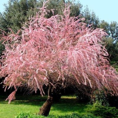 Гребенщик мелкоцветный Гребенщик мелкоцветный фото