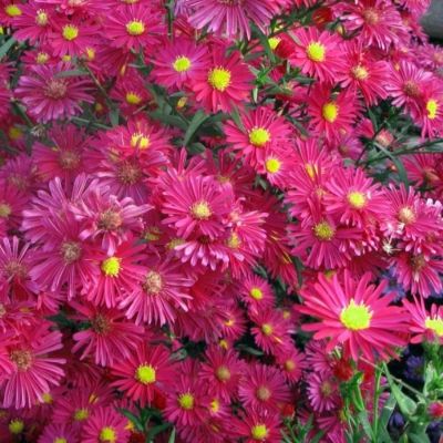 Астра новобельгийская Винсон Чирчил Астра новобельгийская Винсон Чирчил - Dolina-Sad.Ru