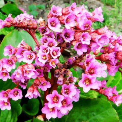 Бадан сердцелистный Пурпуреа Бадан сердцелистный Пурпуреа - Dolina-Sad.Ru