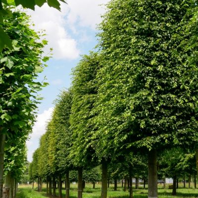 Граб обыкновенный, С3 Граб обыкновенный, С3 - Dolina-Sad.Ru