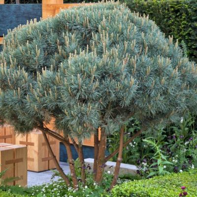 Сосна обыкновенная Ватерери Сосна обыкновенная Ватерери фото