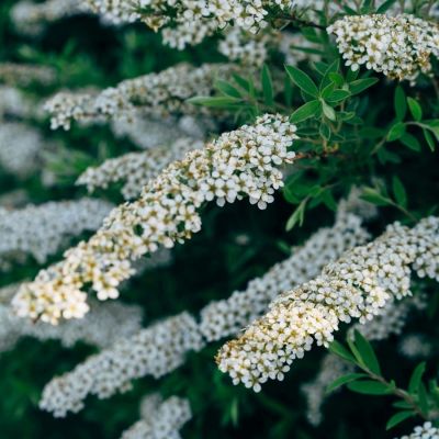 Спирея Аргута, С3 Спирея Аргута, С3 - Dolina-Sad.Ru