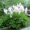Астильба Белая фото