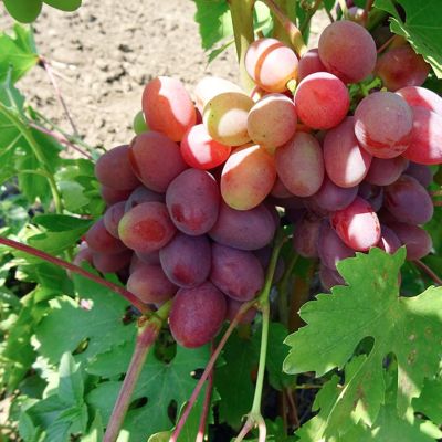 Виноград Донские Зори - Dolina-Sad.Ru