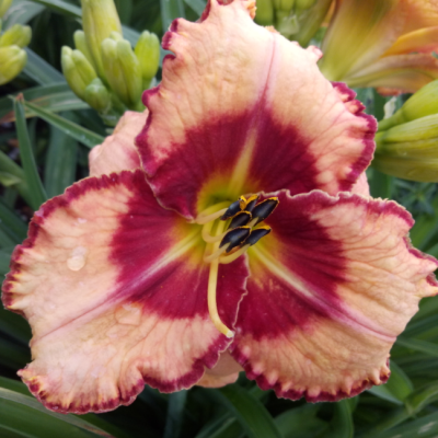 Лилейник Лайз энд Липстик фото