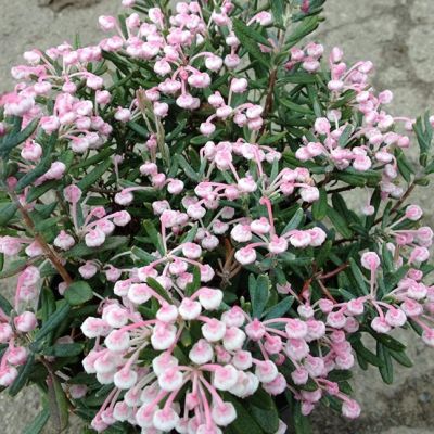 Андромеда многолистная Компакта фото