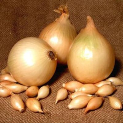 Лук-севок Сентурион (10-21мм) Лук-севок Сентурион (10-21мм) фото