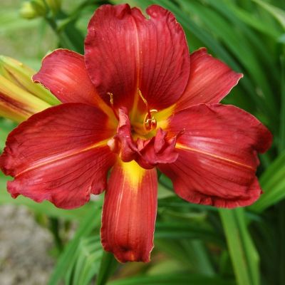 Лилейник Дабл Файеркрекер Лилейник Дабл Файеркрекер - Dolina-Sad.Ru