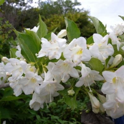 Вейгела Сноуфлейк, С3 Вейгела Сноуфлейк, С3 - Dolina-Sad.Ru