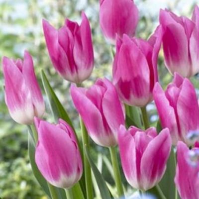 Тюльпан Роял Тен Тюльпан Роял Тен фото