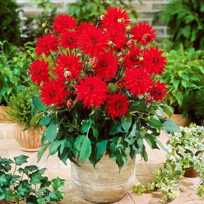 Георгина Ред пигми Георгина Ред пигми фото