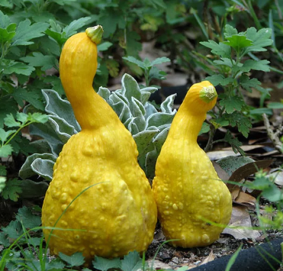 Тыква Декоративная Гуси-Лебеди Тыква Декоративная Гуси-Лебеди фото