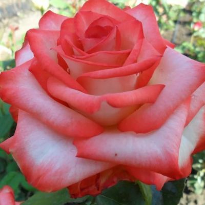 Роза Блаш Роза Блаш - Dolina-Sad.Ru