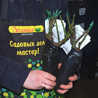 Роза Скайлайн Роза Скайлайн - Dolina-Sad.Ru