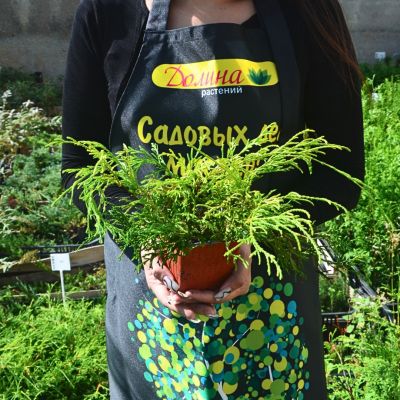 Кипарисовик горохоплодный Филифера Ауреа, С3 Кипарисовик горохоплодный Филифера Ауреа, С3 - Dolina-Sad.Ru