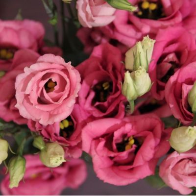 Эустома Алисса роза F1, гранул. пробирка Эустома Алисса роза F1, гранул. пробирка - Dolina-Sad.Ru