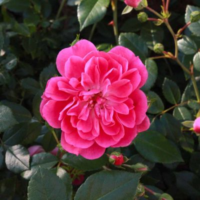 Роза Венеда Роза Венеда фото