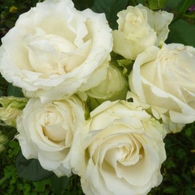 Роза Аваланч в горшке - Dolina-Sad.Ru