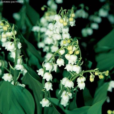 Ландыш майский Бордеаукс - Dolina-Sad.Ru