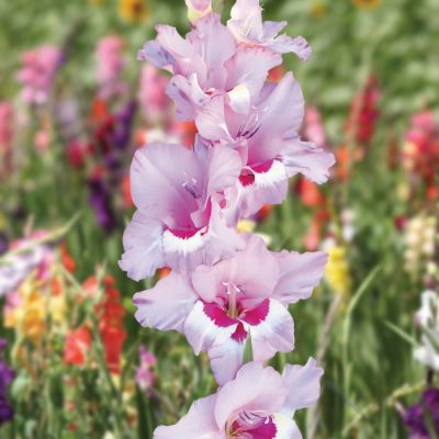 Гладиолус Замора Гладиолус Замора - Dolina-Sad.Ru