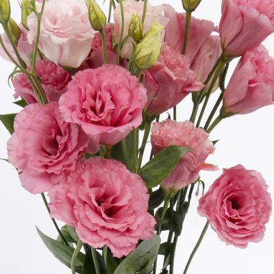 Эустома Алисса роза F1, гранул. пробирка Эустома Алисса роза F1, гранул. пробирка - Dolina-Sad.Ru