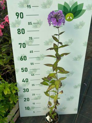 Флокс метельчатый Свит Саммер Океан Флокс метельчатый Свит Саммер Океан - Dolina-Sad.Ru