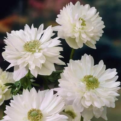 Анемона Маунт Эверест фото